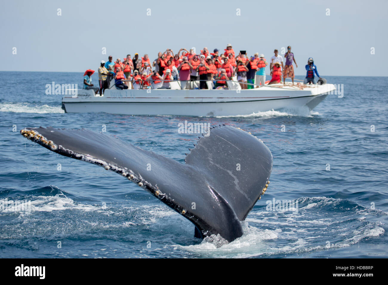 Humpback Whale Tail in Samana, Dominikanische Republik und Torist Whale watching Boot Stockfoto