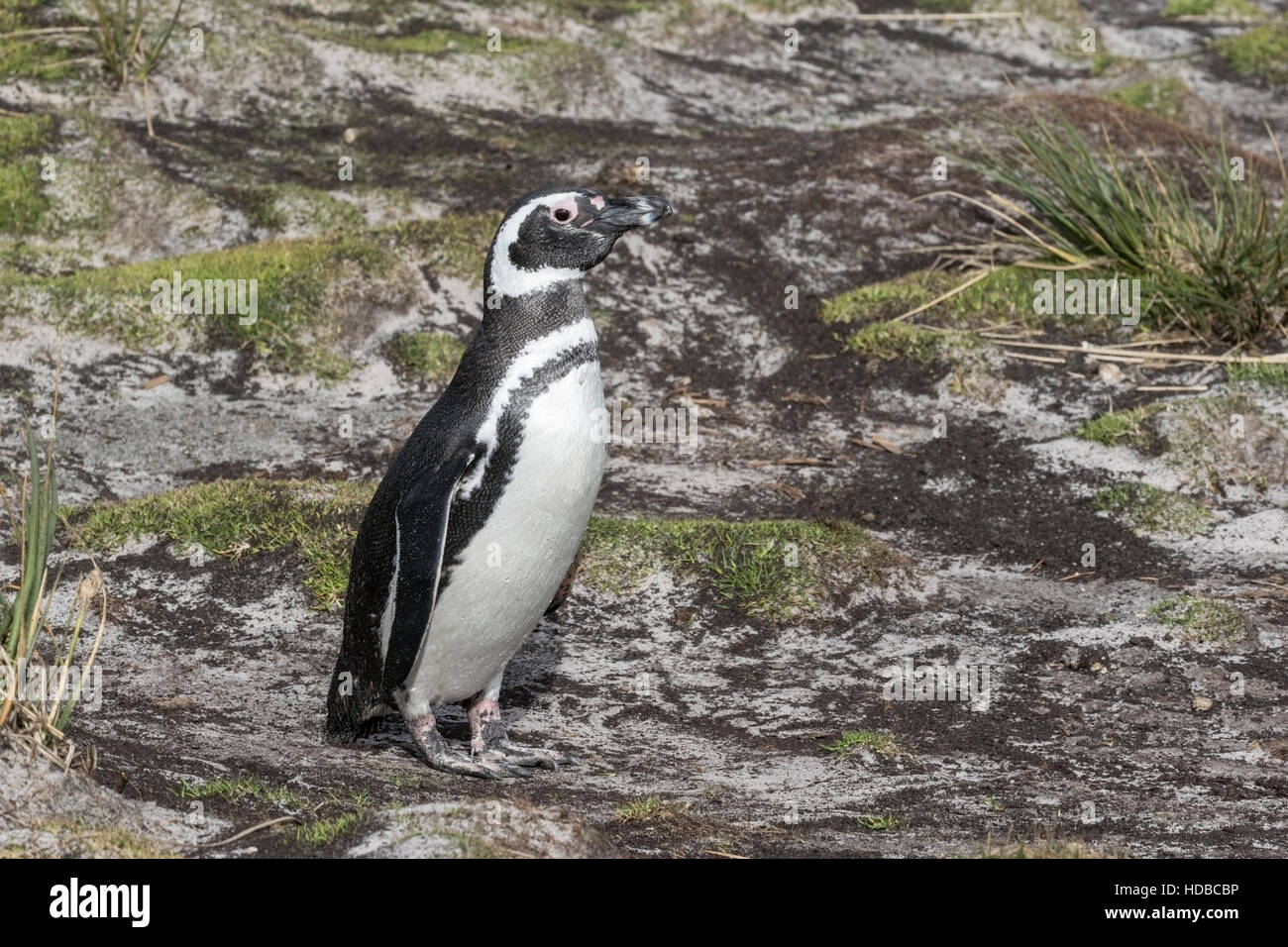 Magellan Pinguin (Spheniscus Magellanicus) Erwachsene in Brutkolonie, Falkland-Inseln Stockfoto