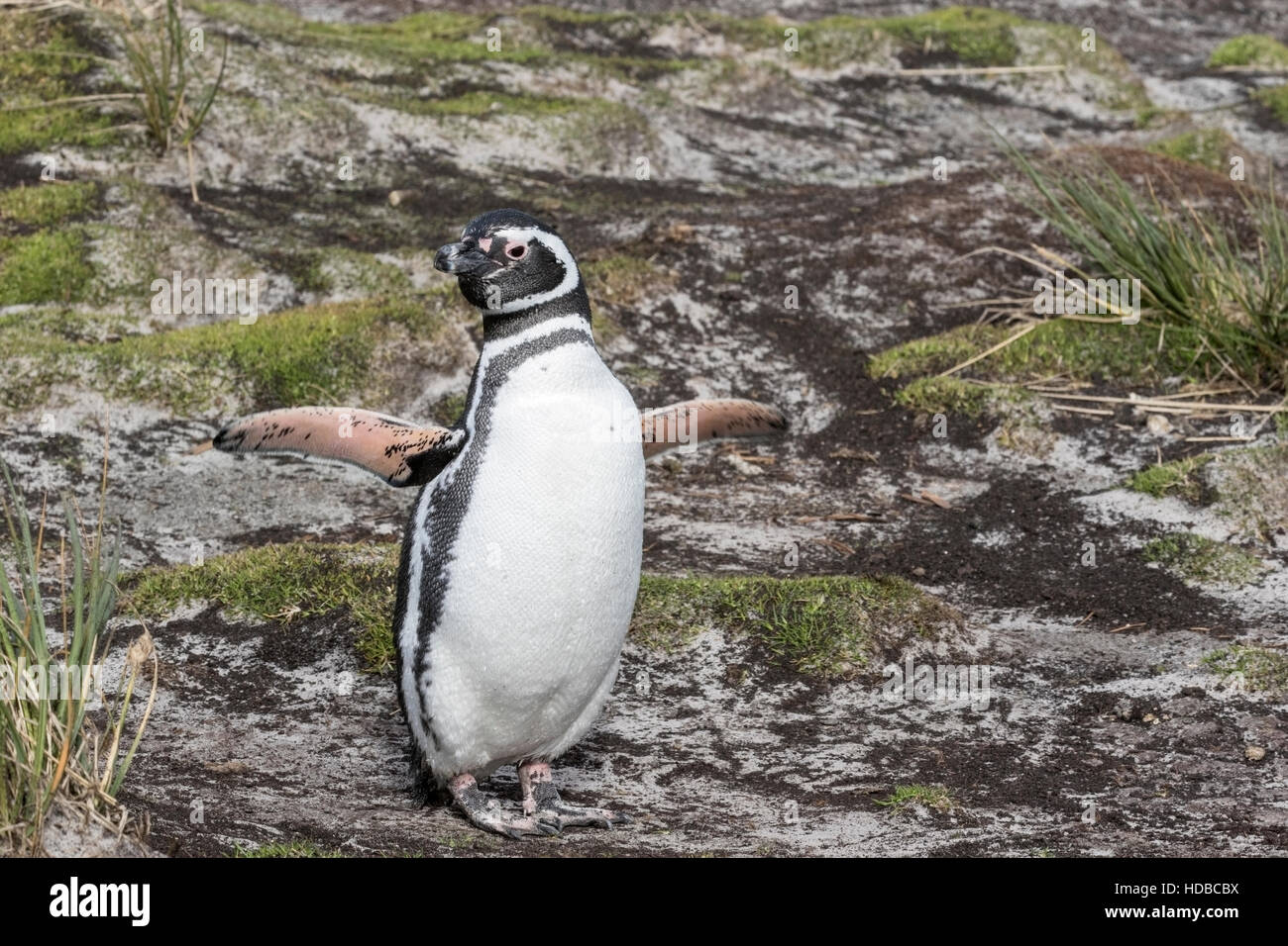 Magellan Pinguin (Spheniscus Magellanicus) Erwachsene in Brutkolonie, Falkland-Inseln Stockfoto