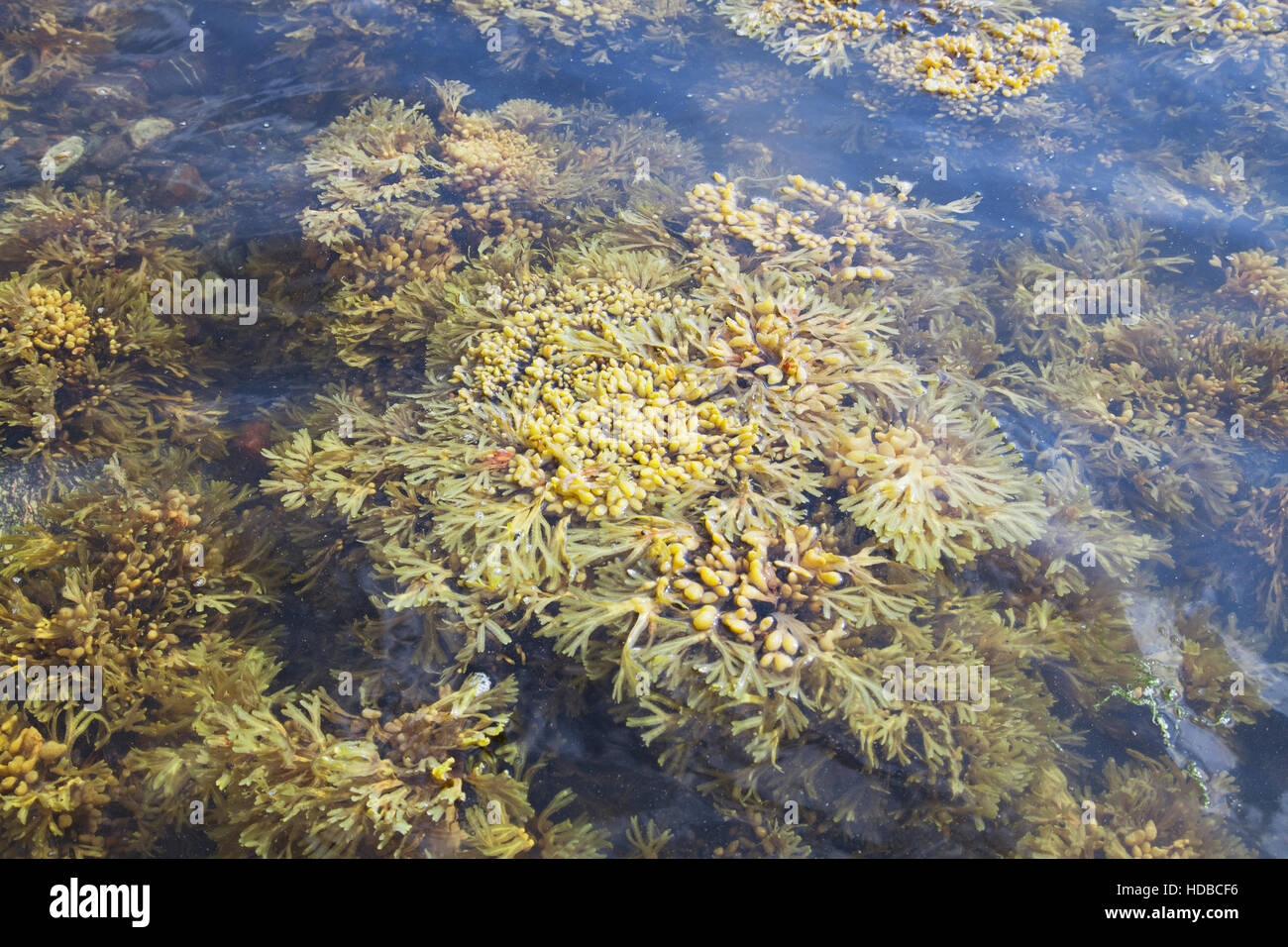 Algen des weißen Meeres in Wasser, Nahaufnahme Stockfoto