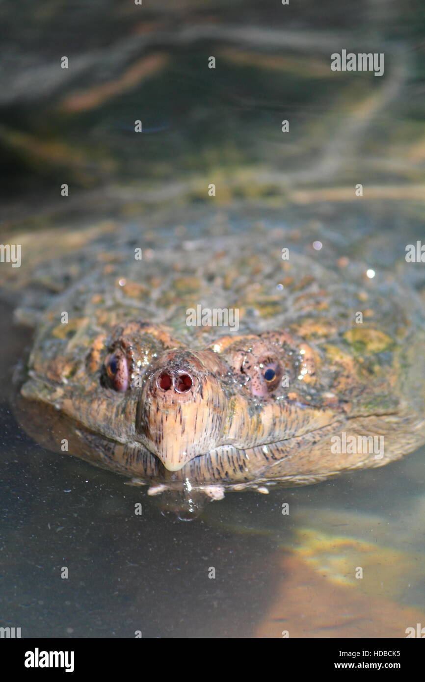 Schildkröte Stockfoto