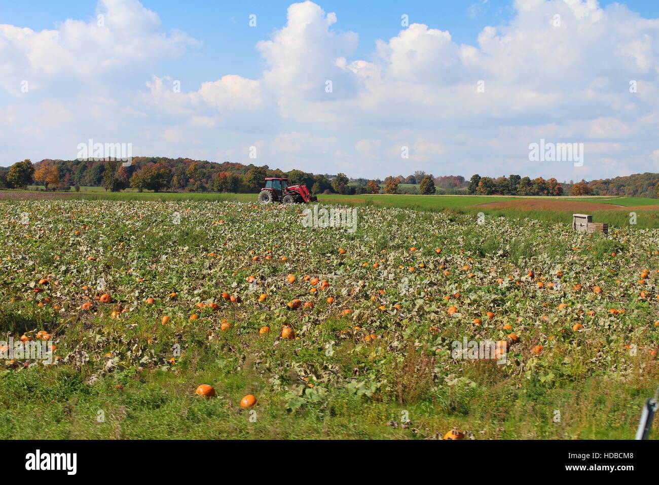 Kürbis-Feld Stockfoto