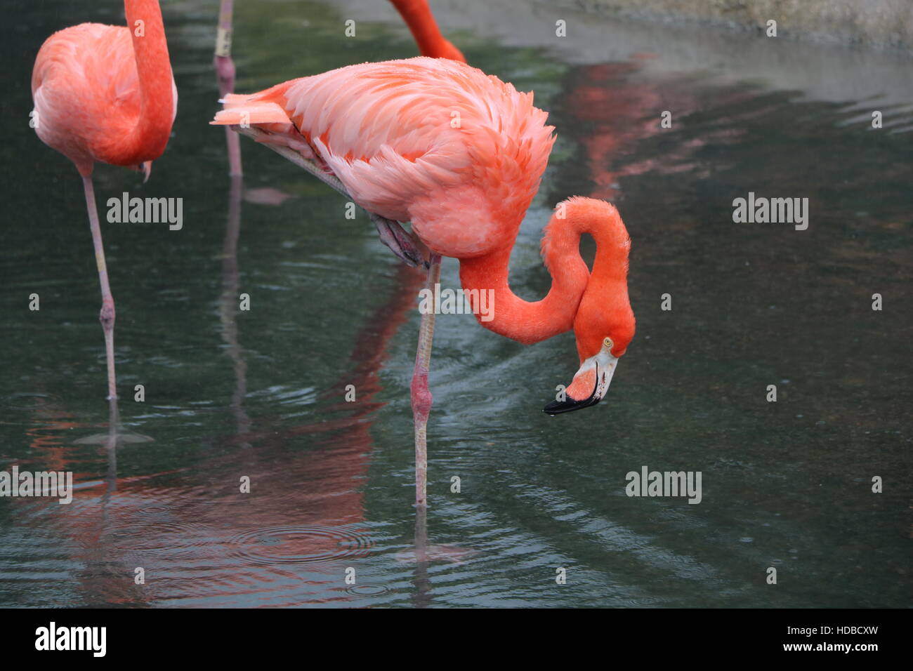 Flamingo im Miami Florida Zoo. Stockfoto