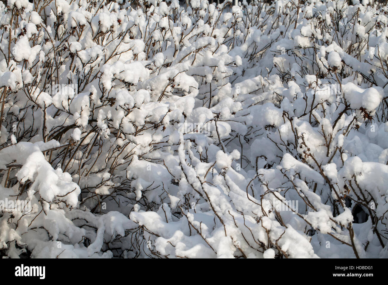Bush bedeckt mit dicken Schnee im Winter, Nahaufnahme Stockfoto