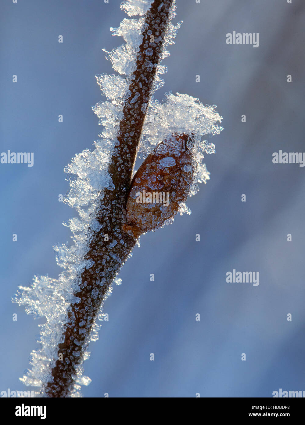 Frostigen Zweig mit Knospen im Frühjahr, Makroaufnahme Stockfoto