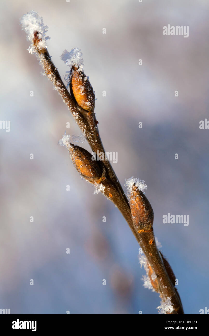 Frostigen Zweig mit Knospen im Frühjahr, Makroaufnahme Stockfoto