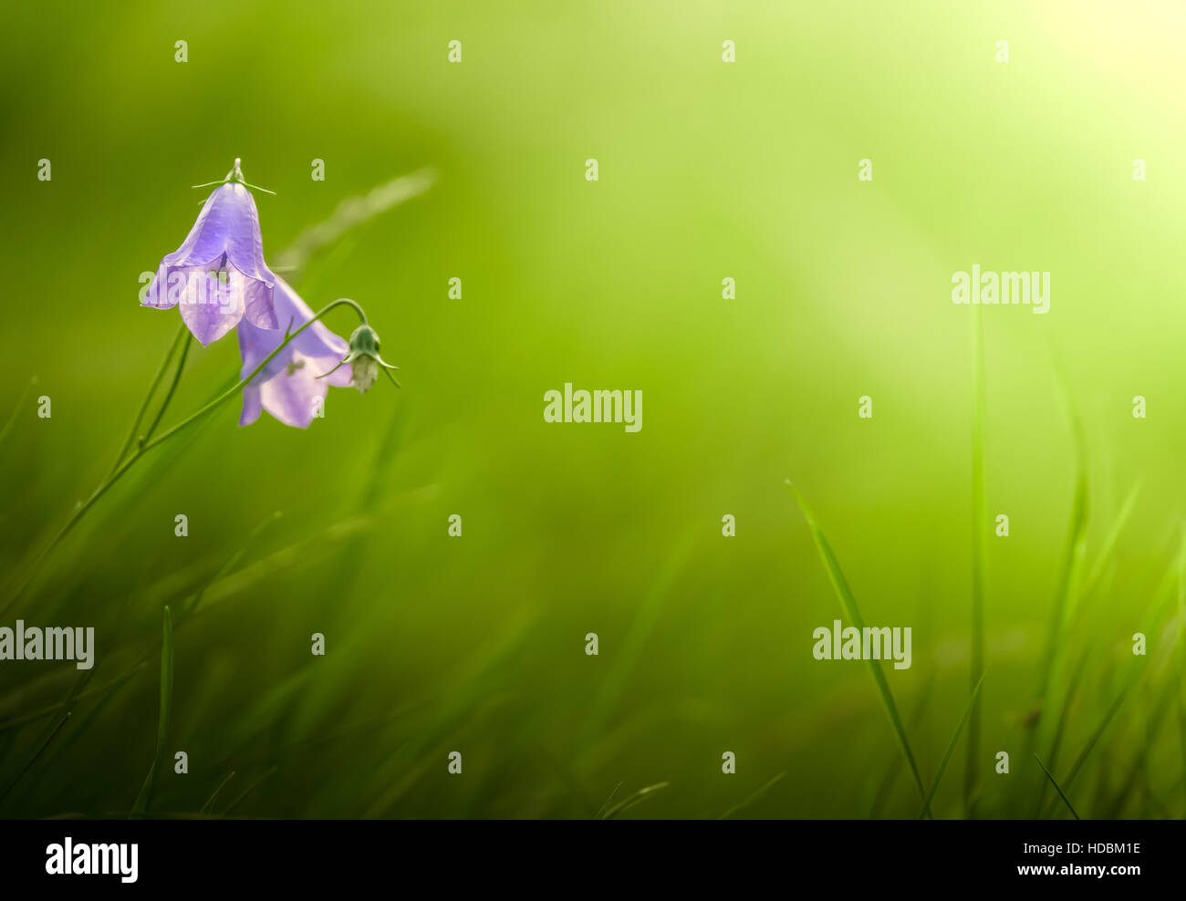 Bluebell (Glockenblume) Blumen auf einer Wiese Stockfoto