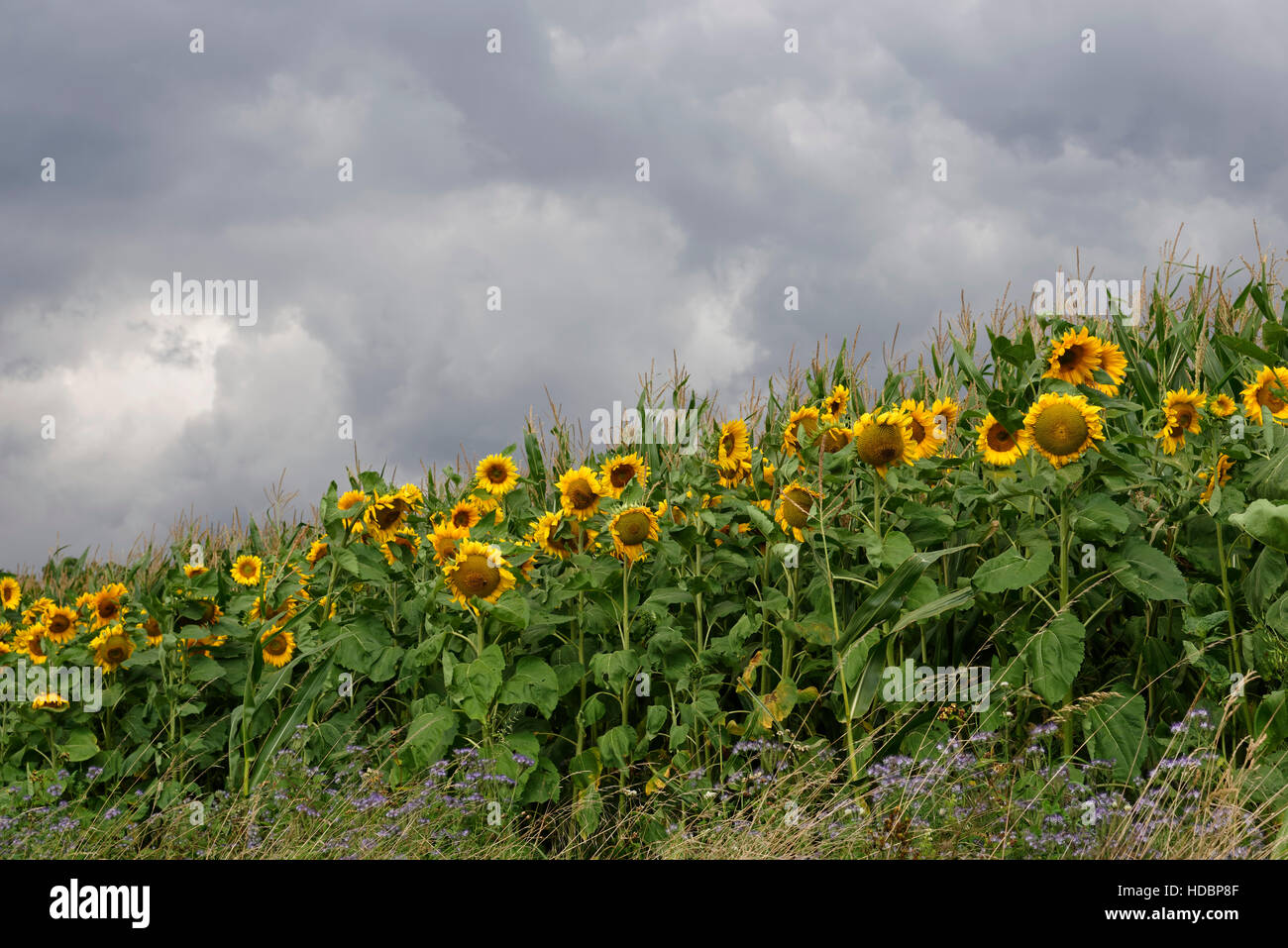 Sonnenblumen am Rande eines Maisfeldes in der Nähe von Weenzen im ländlichen Landkreis Hildesheim, Niedersachsen, Deutschland Stockfoto
