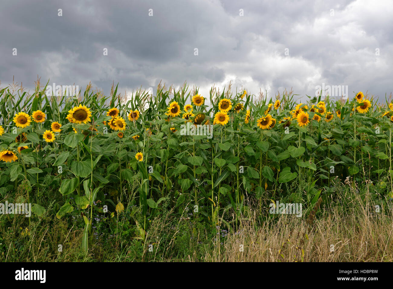 Sonnenblumen am Rande eines Maisfeldes in der Nähe von Weenzen im ländlichen Landkreis Hildesheim, Niedersachsen, Deutschland Stockfoto