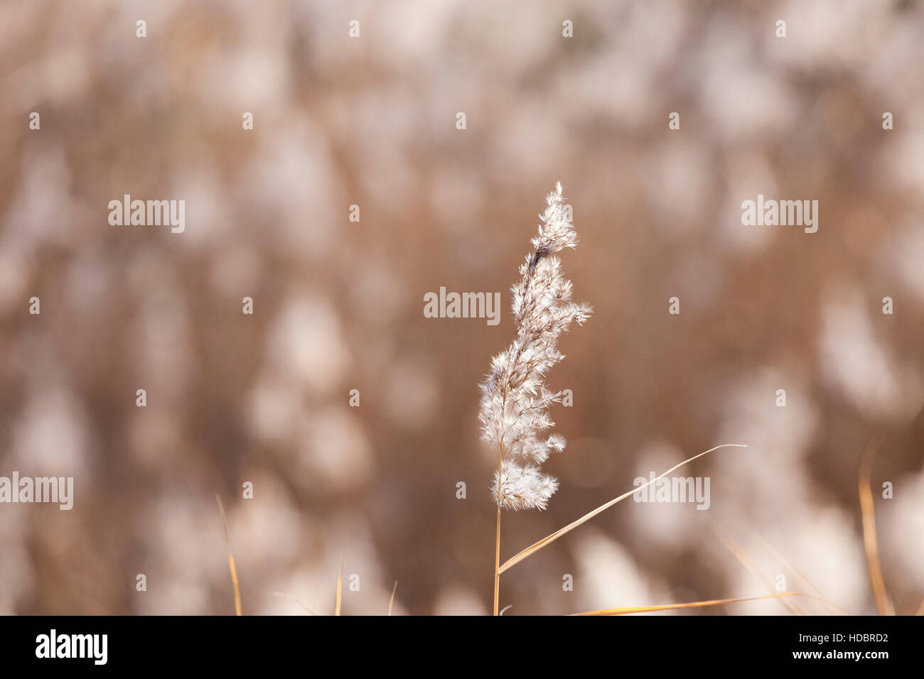 weiße gemeinsamen Reed mit Bewegungsunschärfe Hintergrund Stockfoto