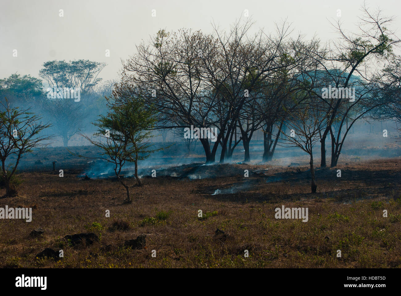 Wildfire in Guanacaste, Costa Rica Stockfoto