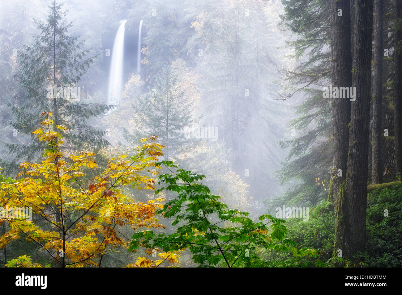 Morgennebel driftet durch und schwere Herbstregen schaffen eine doppelte Kaskade von Norden fällt an Oregons Silver Falls State Park. Stockfoto