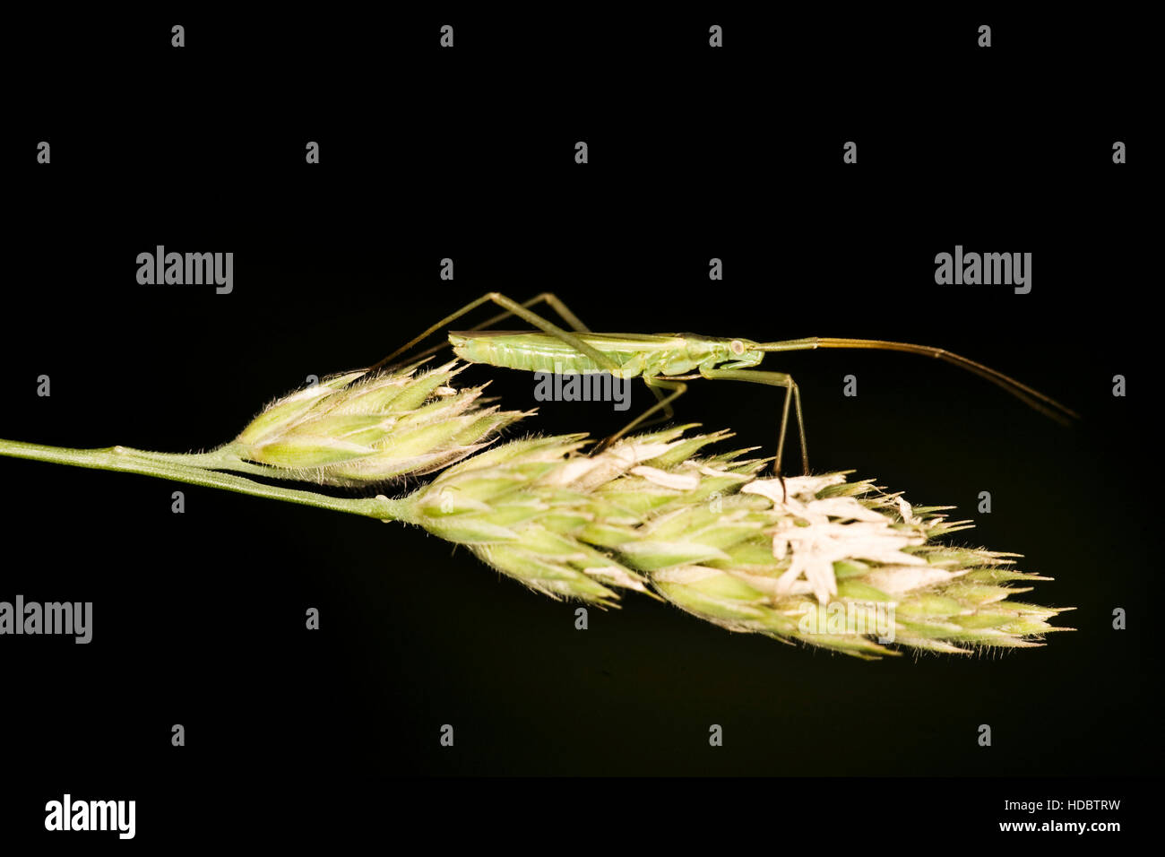 Grass-Bug (Leptopterna Dolabrata) Stockfoto