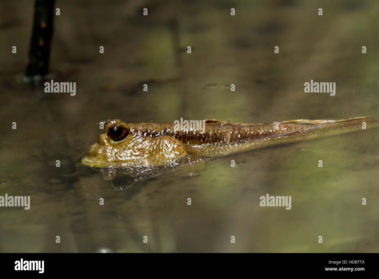 Schlammspringer, (Periophthalmus Argentilineatus), Laem Pak Bia, Pak Thale, Thailand Stockfoto