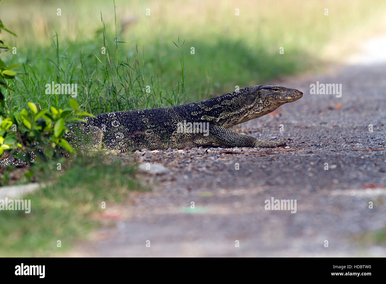 Wasser-Monitor, (Varanus Salvator) kreuzt Weg, Pak Bia, Pak Thale, Thailand Stockfoto
