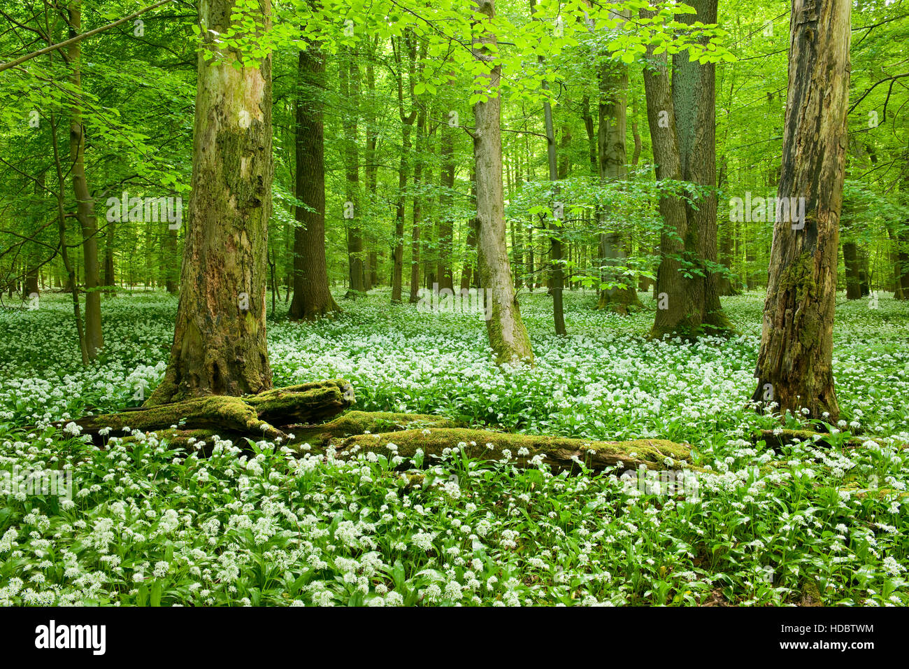 Europäische oder gemeinsame (Fagus Sylvatica) Buchenwald, Totholz, Bärlauch (Allium Ursinum) in Blüte, Nationalpark Hainich Stockfoto