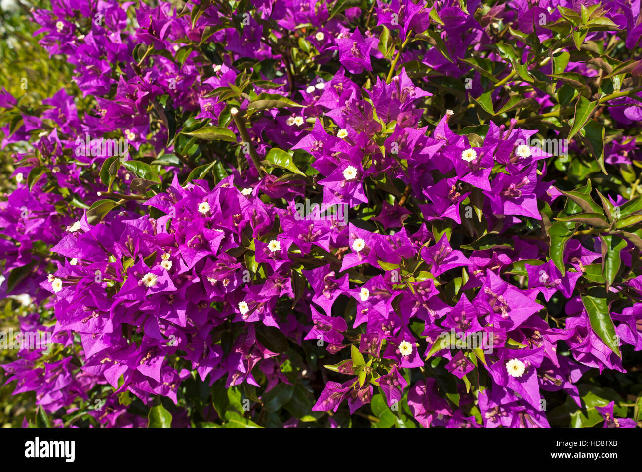 Blühende Bougainvillea (Bougainvillea Glabra), Baden-Württemberg, Deutschland Stockfoto