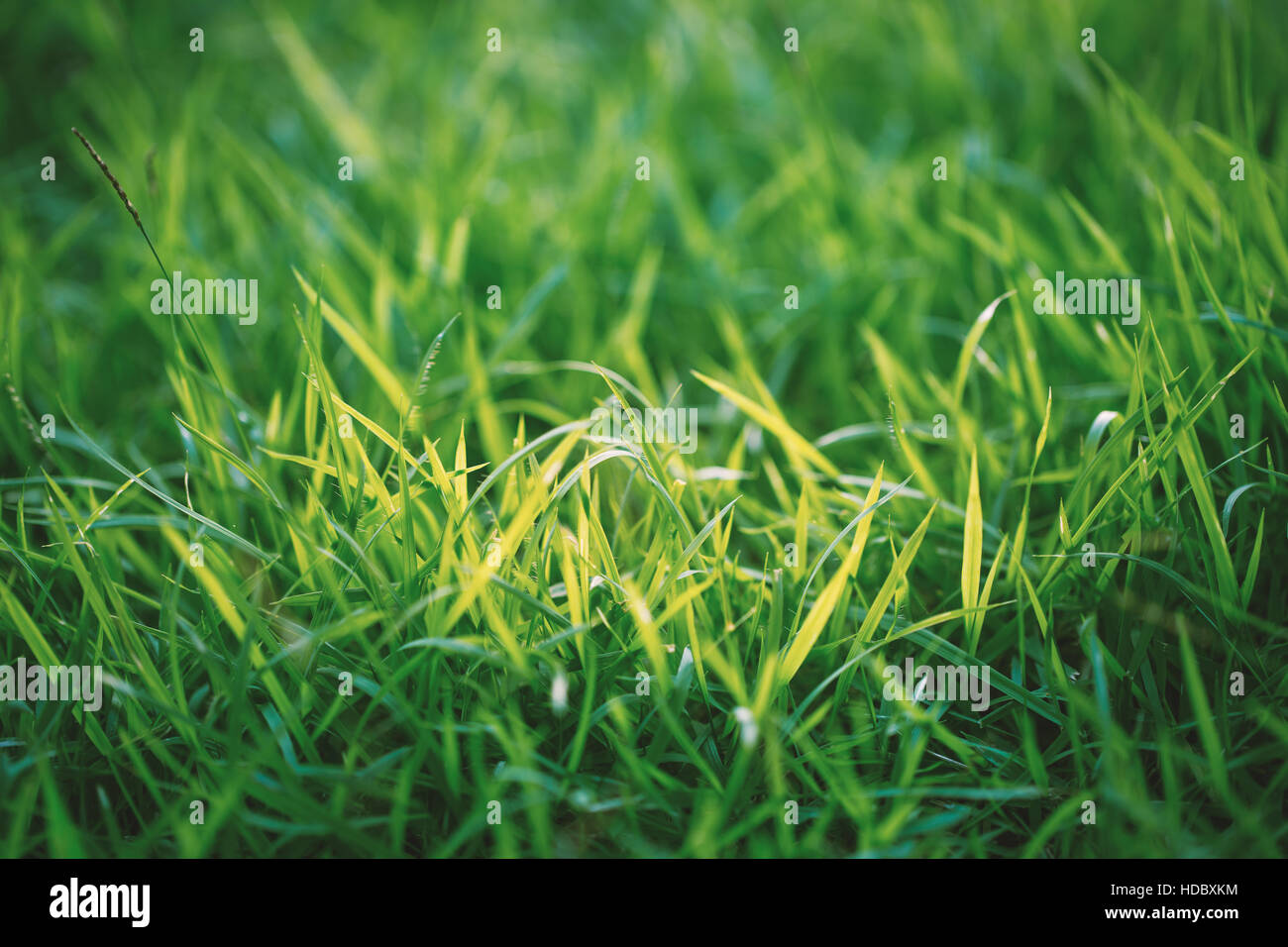 Fokus auf dem grünen Rasen mit gelben Licht auf Center in der Nähe Stockfoto
