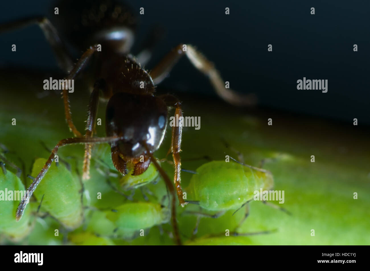 Makro-Ansicht einer Ameise (Ant) mit grünen Blattläuse (Aphidoidea). Stockfoto