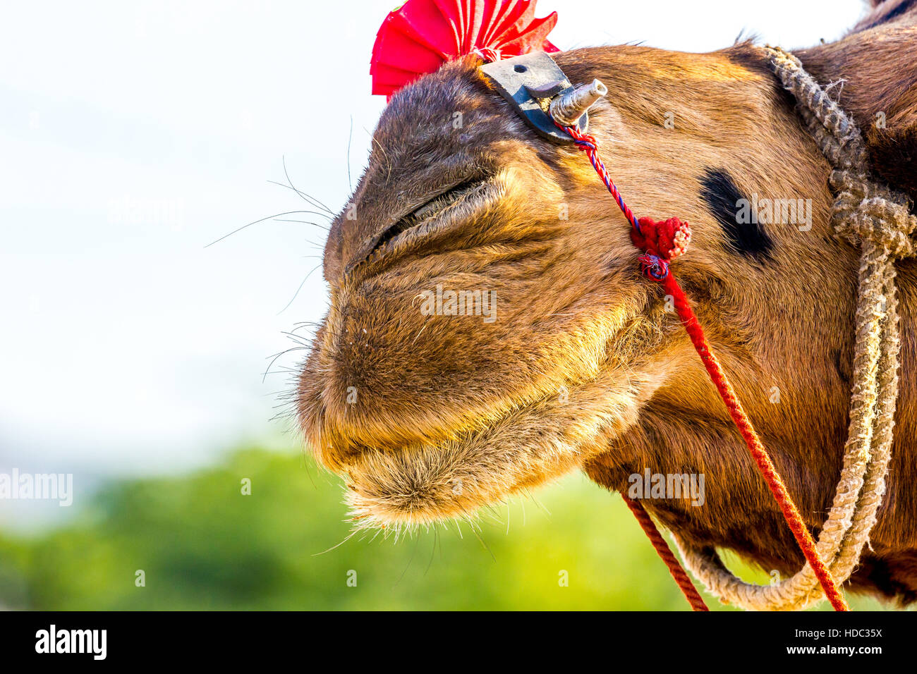 Schöne Kamel Camel Handel fair - Pushkar, Rajasthan, Indien Stockfoto