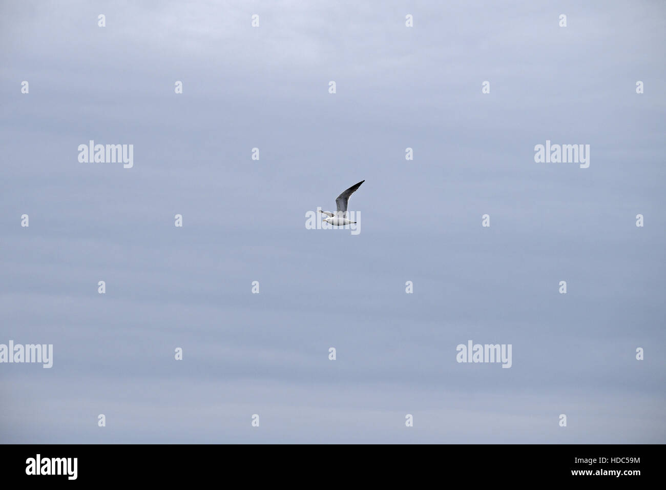 Große Schwarze - zurück Möwe (Larus marinus) im Flug, Island. Stockfoto