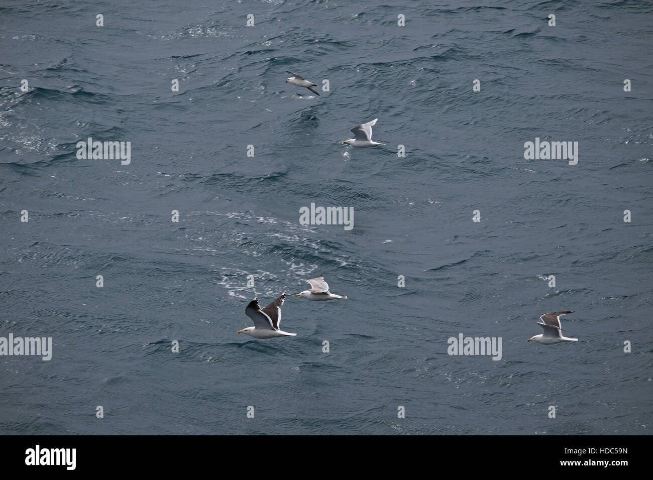 Große schwarz-Rückseite (Larus Marinus) Erwachsenen & Jugendkriminalität, Glaucous Möwe ((Larus hyperboreus) & Fulmar (Fulmarus Cyclopoida) im Flug Stockfoto