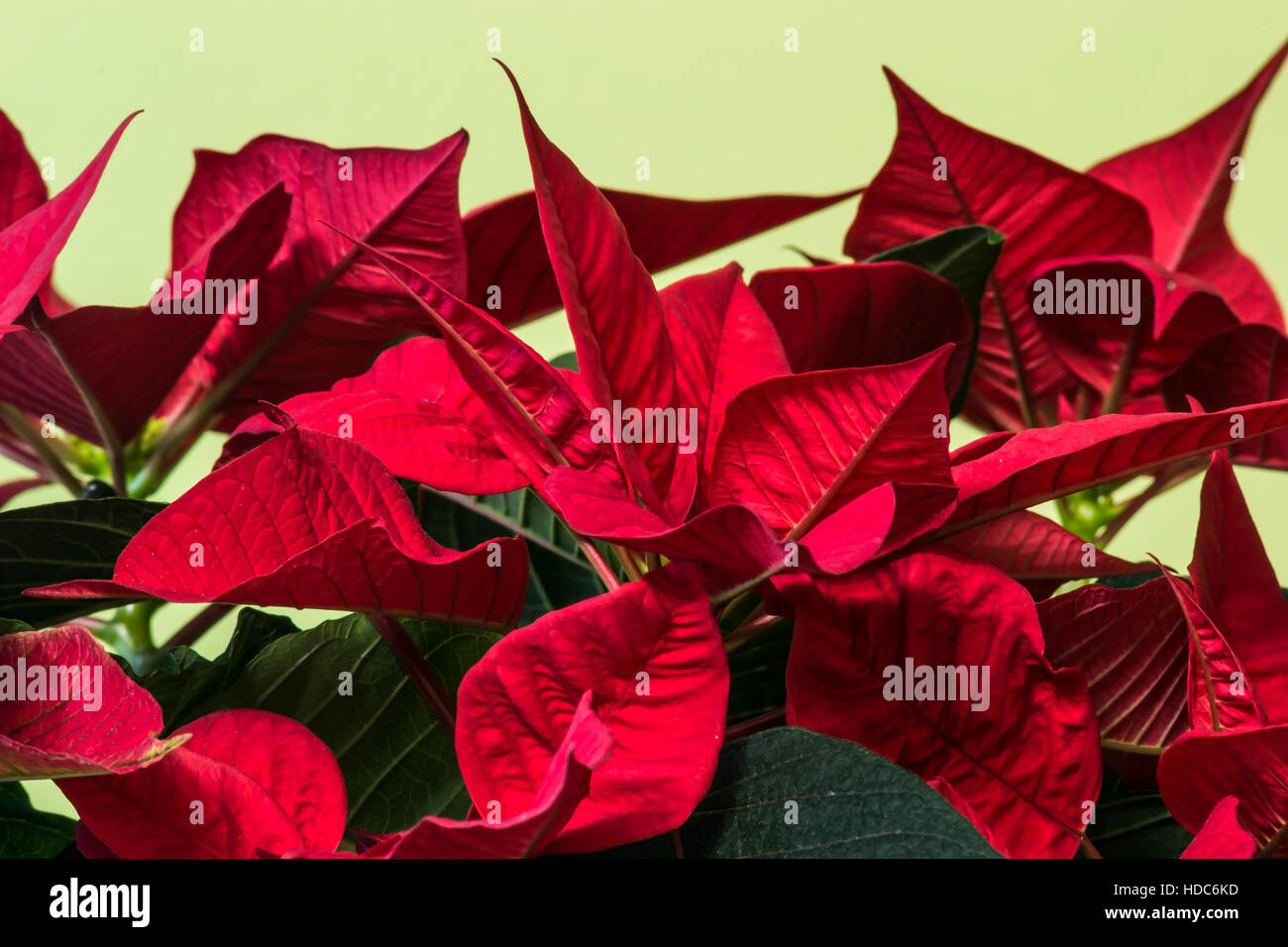 Weihnachtsstern Blume blühen indoor Makro. Euphorbia Pulcherrima. Stockfoto