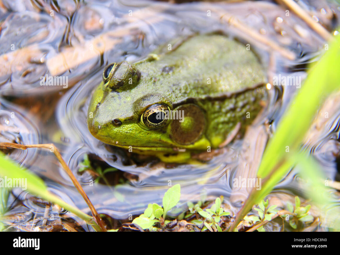 Nördlichen grüner Frosch sitzt im Wasser, Upstate New York, USA. Stockfoto