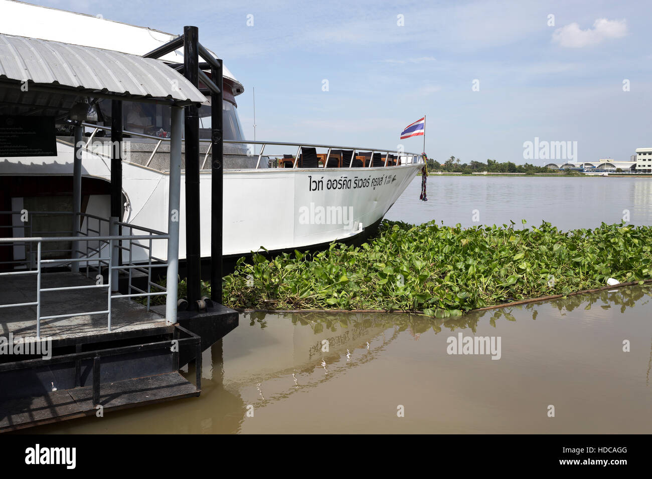 Wasserhyazinthe Eichhornia Crassipes, gefangen gegen den Bug des Kreuzfahrt-Schiff angedockt an der Pier am Chao Phraya-Fluss in Ayutthaya, Thailand Stockfoto