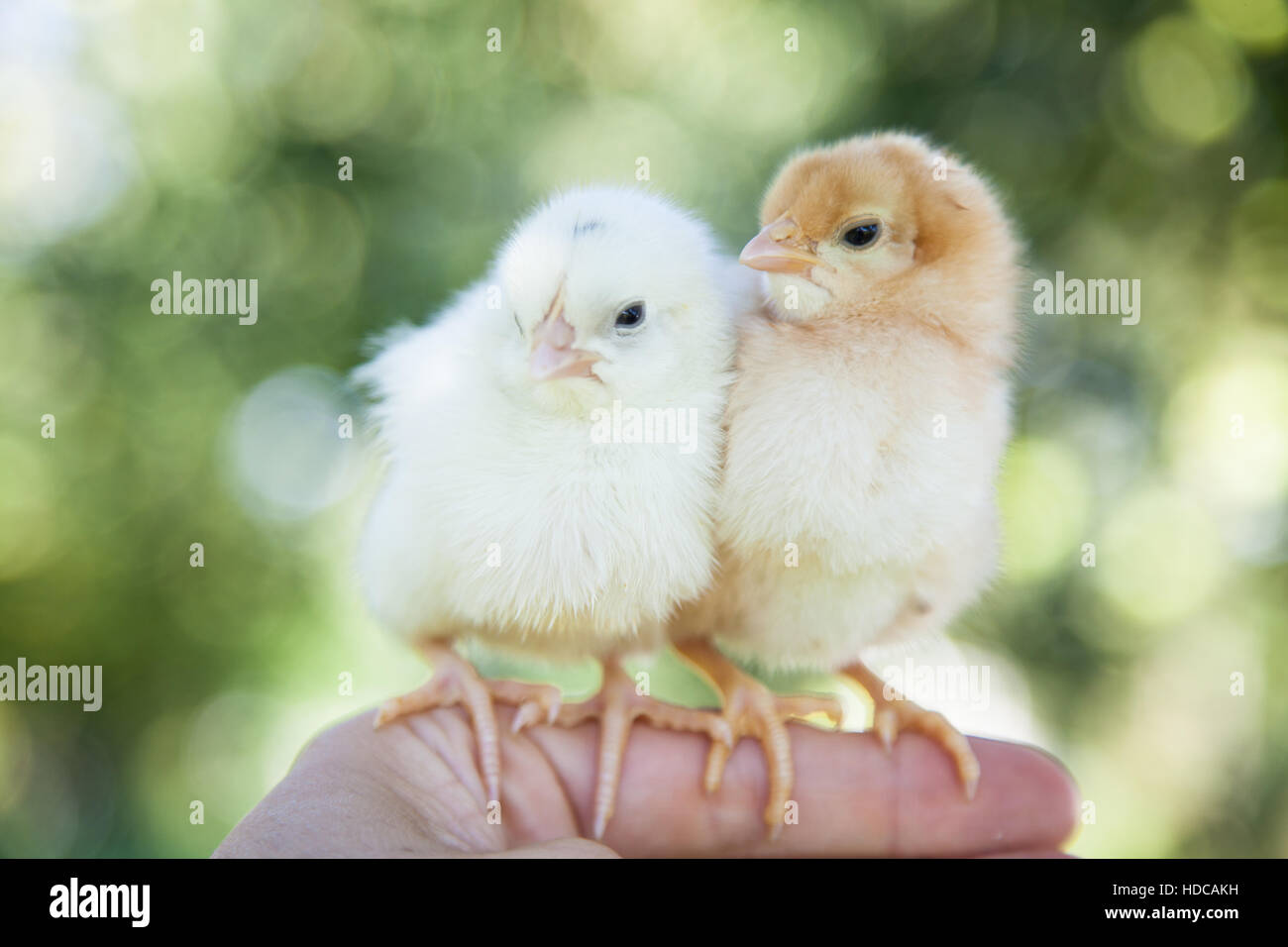 Niedliche kleine Küken Stockfoto