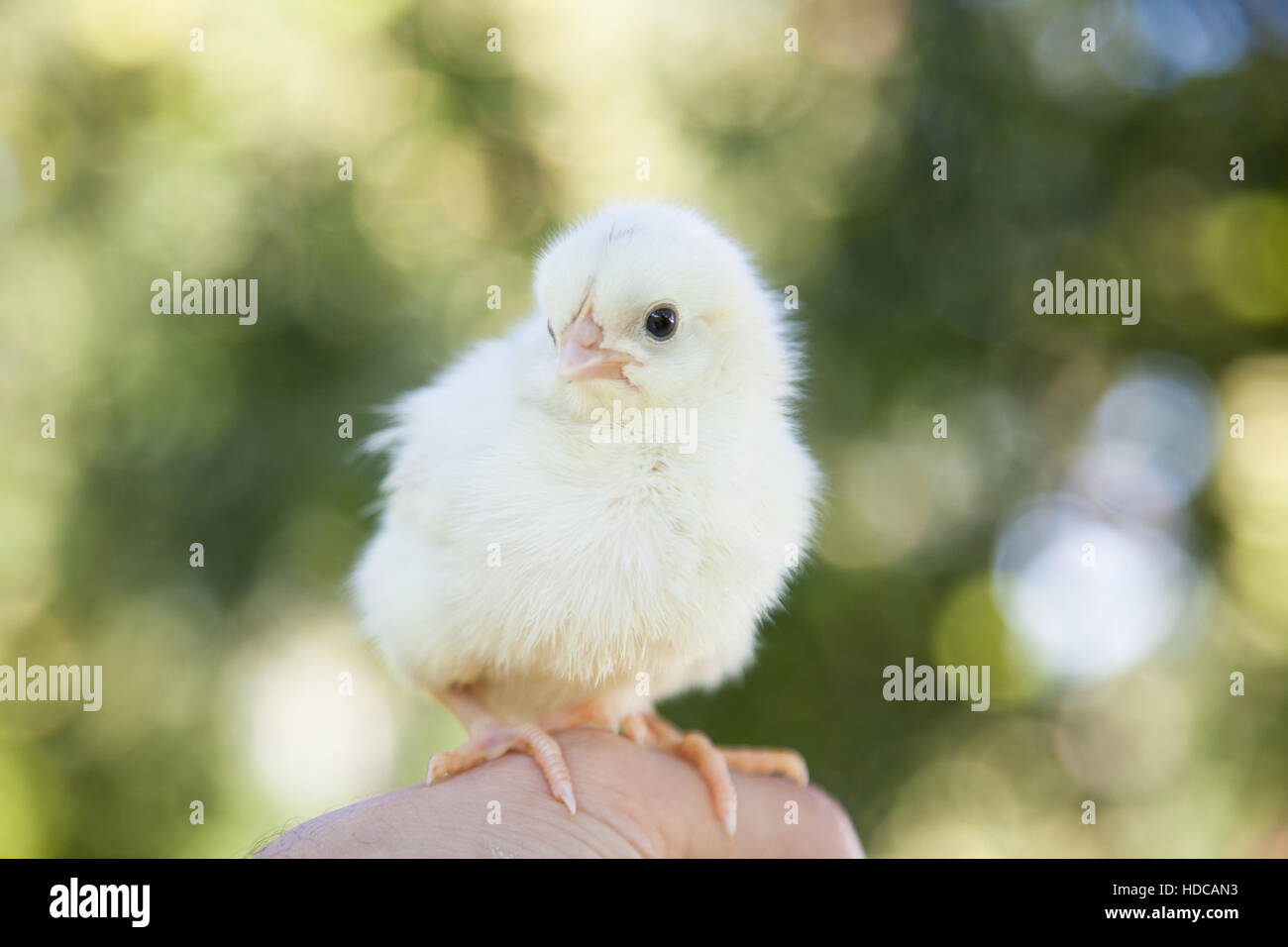 Niedliche kleine Küken Stockfoto