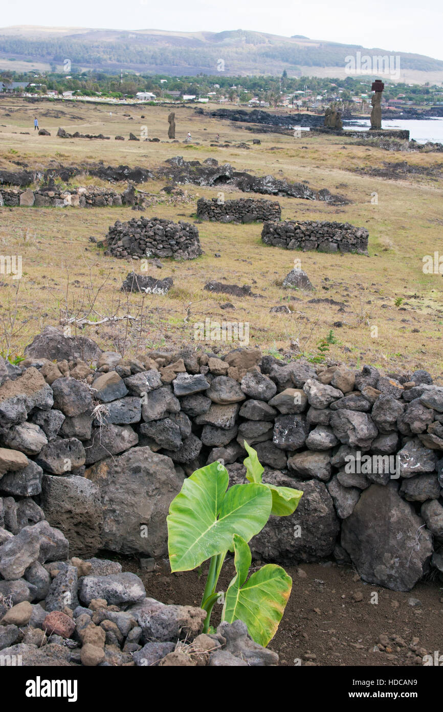 Manavai-Gärten mit Taro-Pflanzen, die von Lava-Felswänden umgeben sind, um Pflanzen vor Wind zu schützen und Feuchtigkeit auf der Osterinsel zu erhalten. Colocasia esculenta Stockfoto