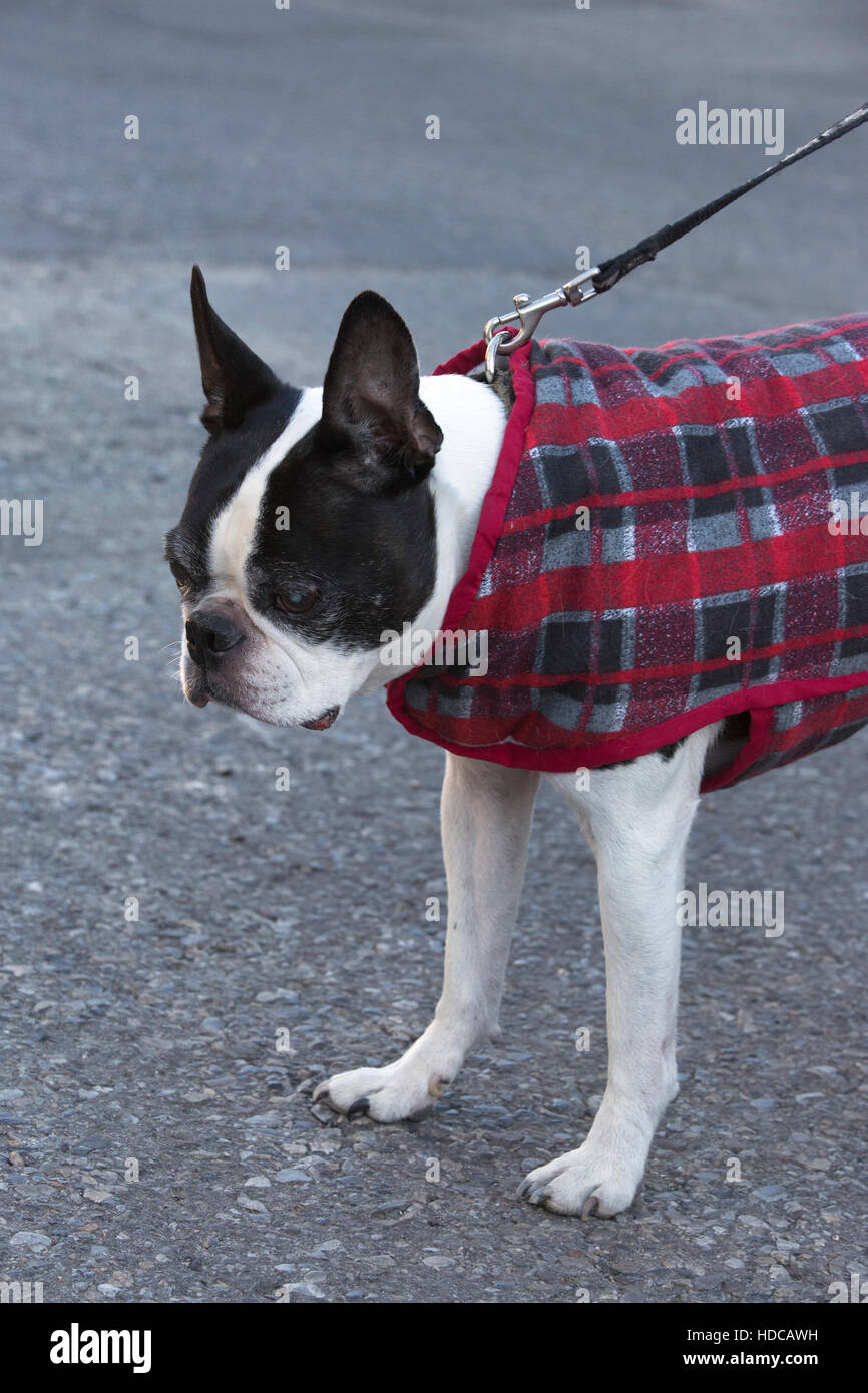 13 Jahre alter Boston Terrier, Senior Hund mit Katarakt, Jacke und Leine für einen Spaziergang bei kaltem Wetter. Stockfoto