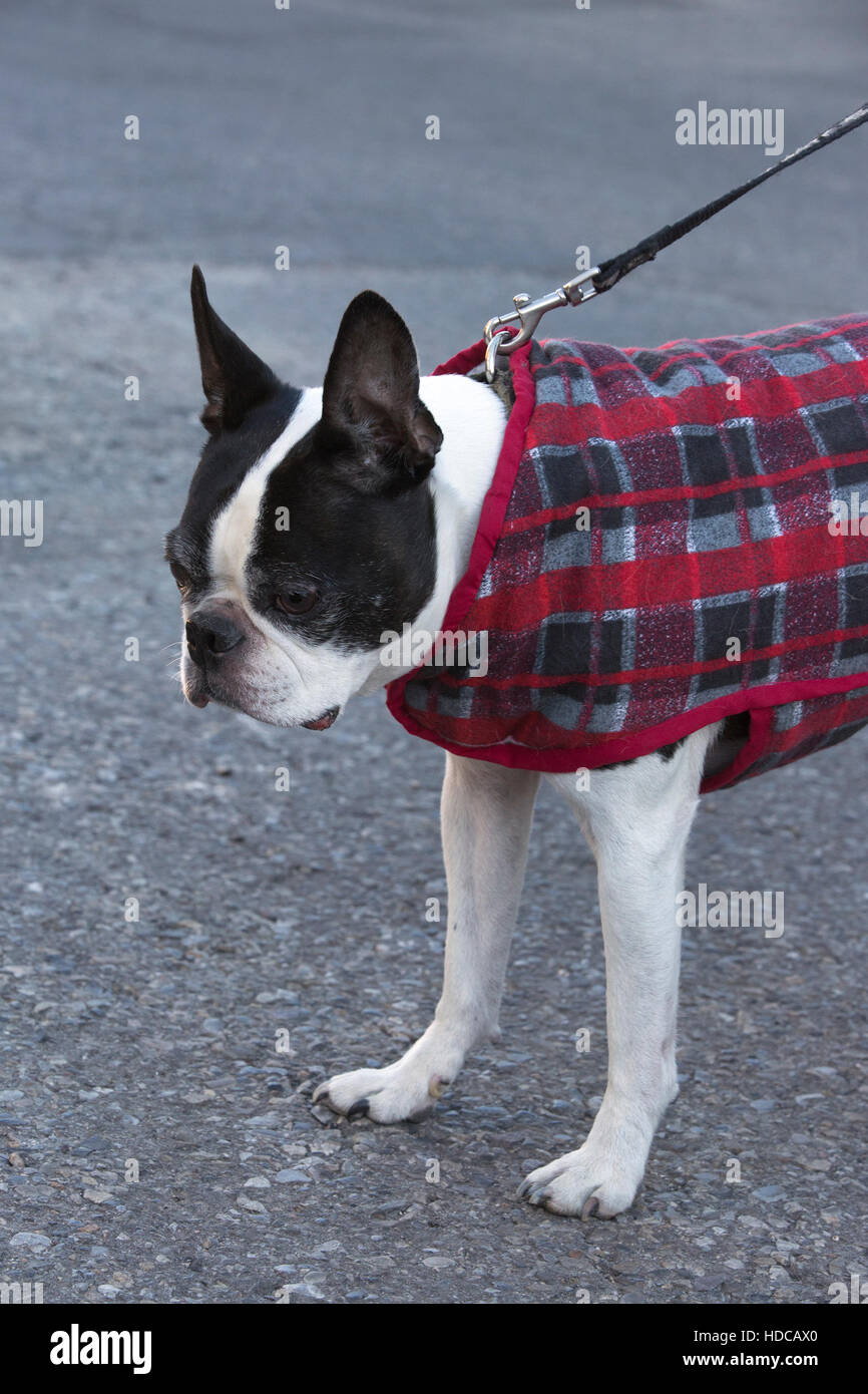 Dreizehn Jahre alten Boston Terrier mit Jacke und Leine, für einen Spaziergang in der kalten Jahreszeit. Stockfoto