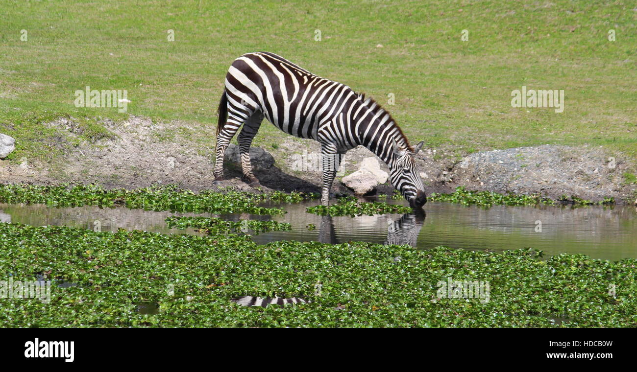 Zebra, trinken Stockfoto