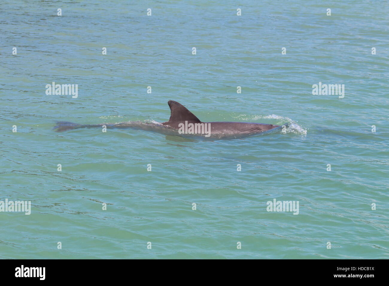 Flasche Nase Delphin Stockfoto