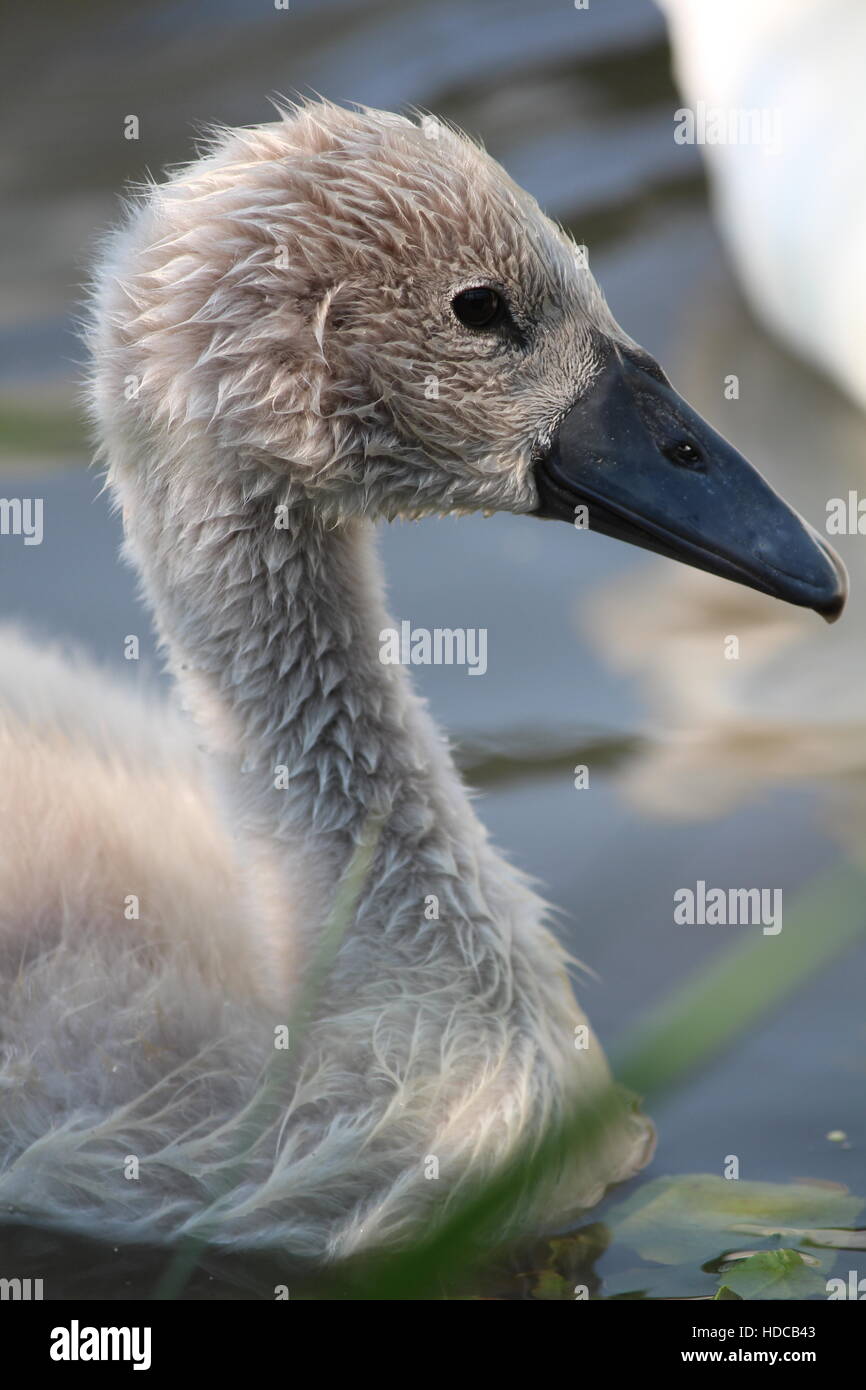 Baby Schwan Stockfoto