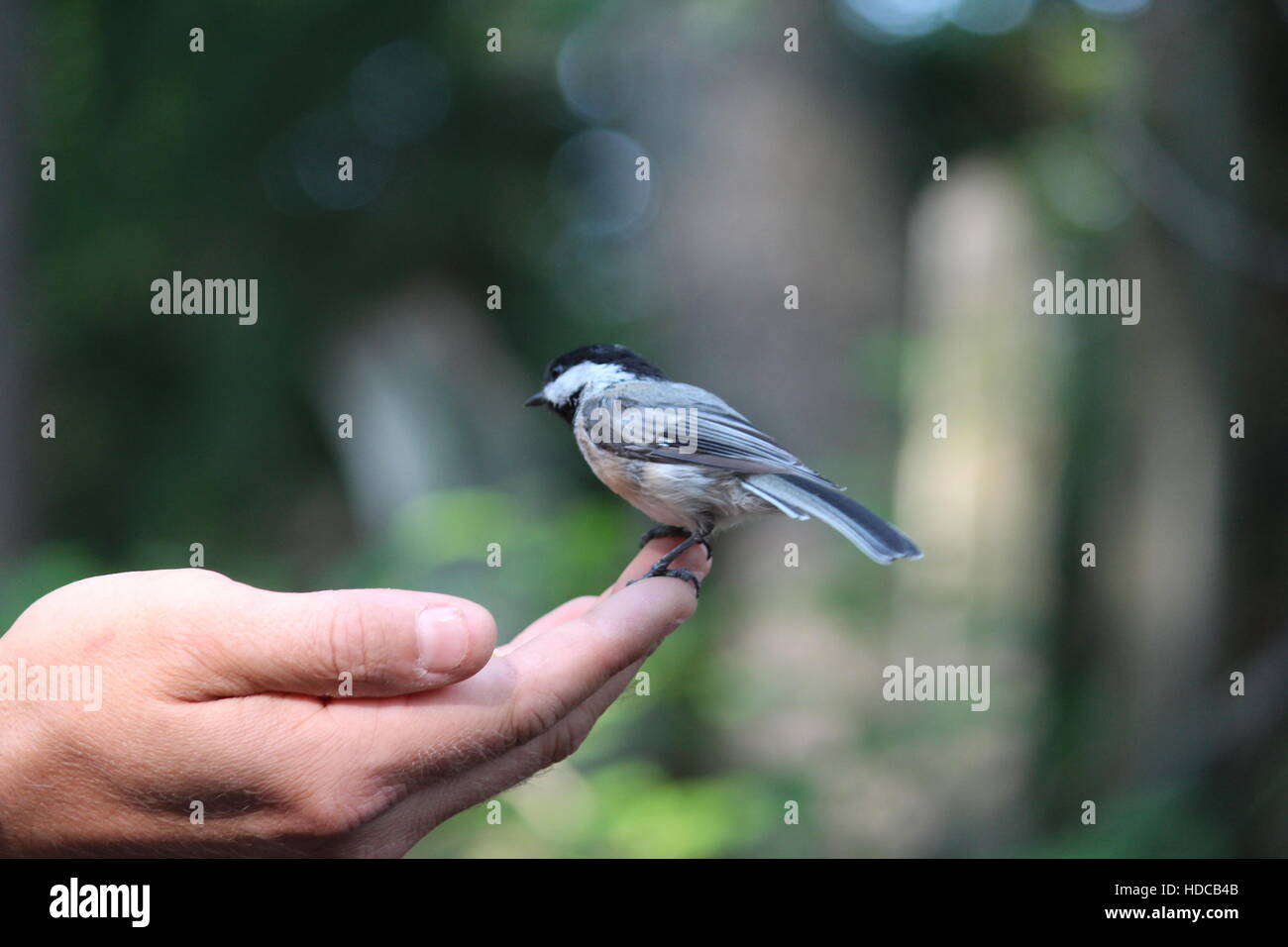 Fütterung einer Meise Stockfoto