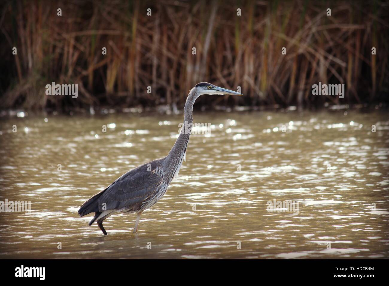 Blue Heron in Teich Stockfoto