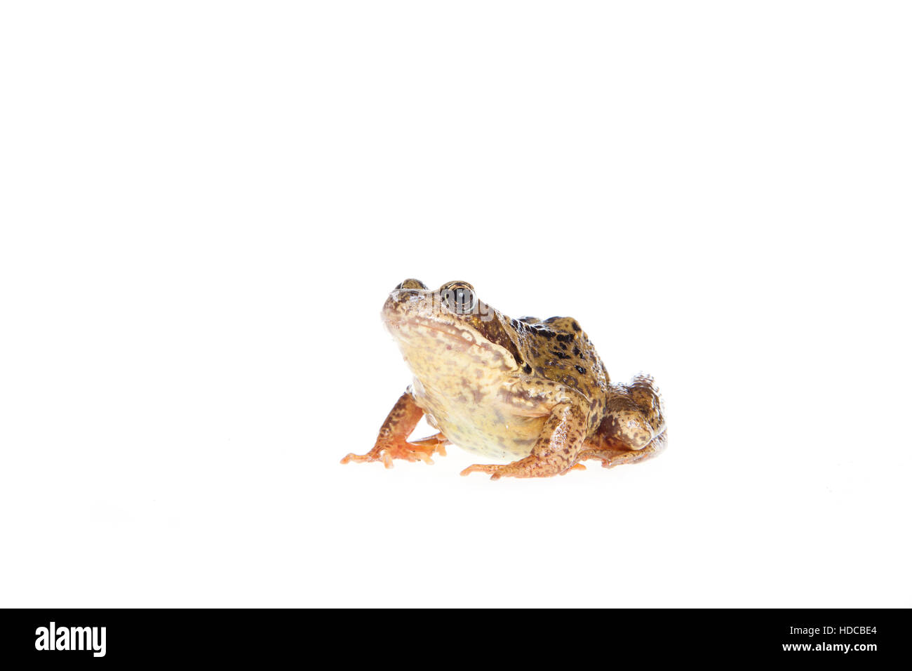 Frosch auf weiß Stockfoto