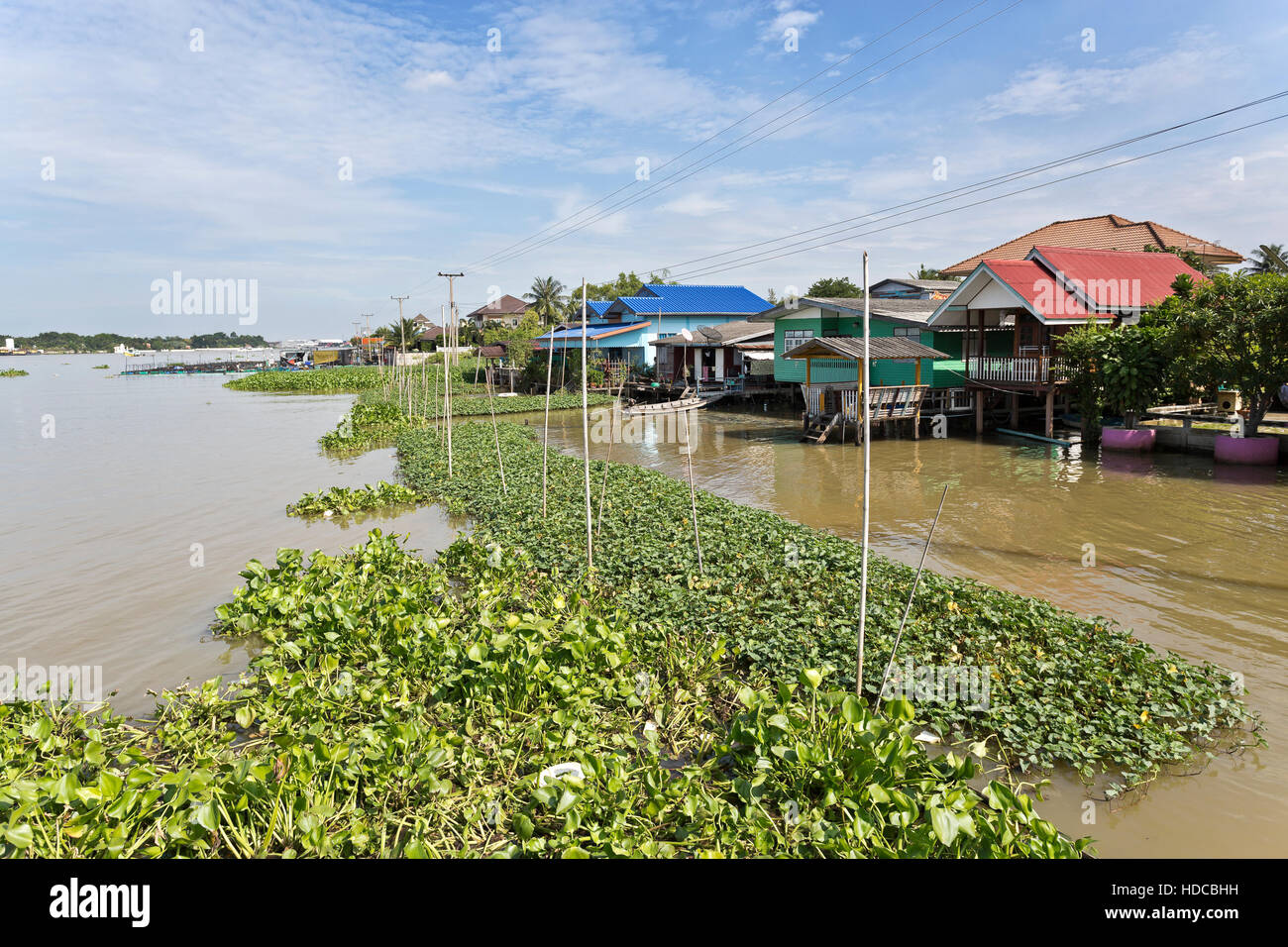 Große Menge verzehrt von Wasserhyazinthen, auch genannt Eichhornia Crassipes, am Ufer od des Chao Phraya River in der Nähe eines Dorfes in Ayutthaya, Thailand Stockfoto
