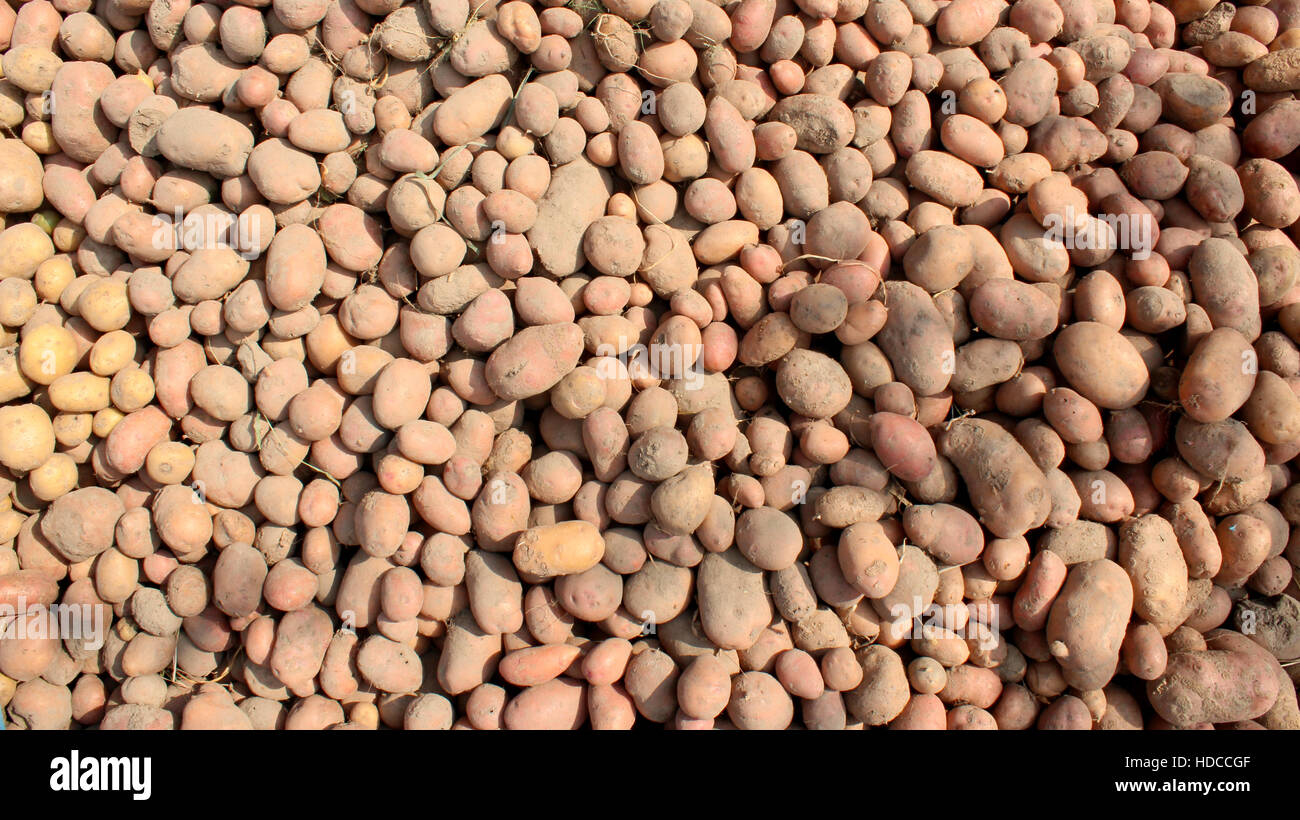 reiche Ernte von angebauten Kartoffeln in großen Haufen Stockfoto