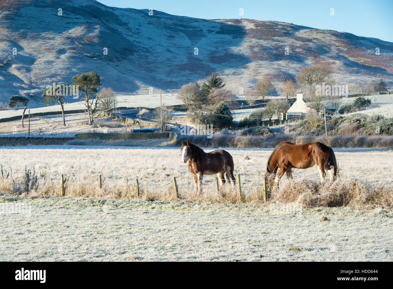 Schwere Pferde im Winterfrost in einem Feld in Schottland Stockfoto