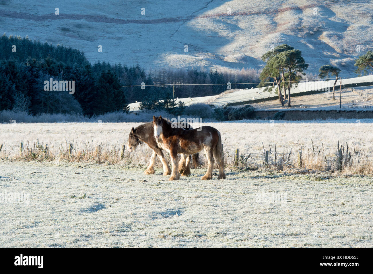Schwere Pferde im Winterfrost in einem Feld in Schottland Stockfoto