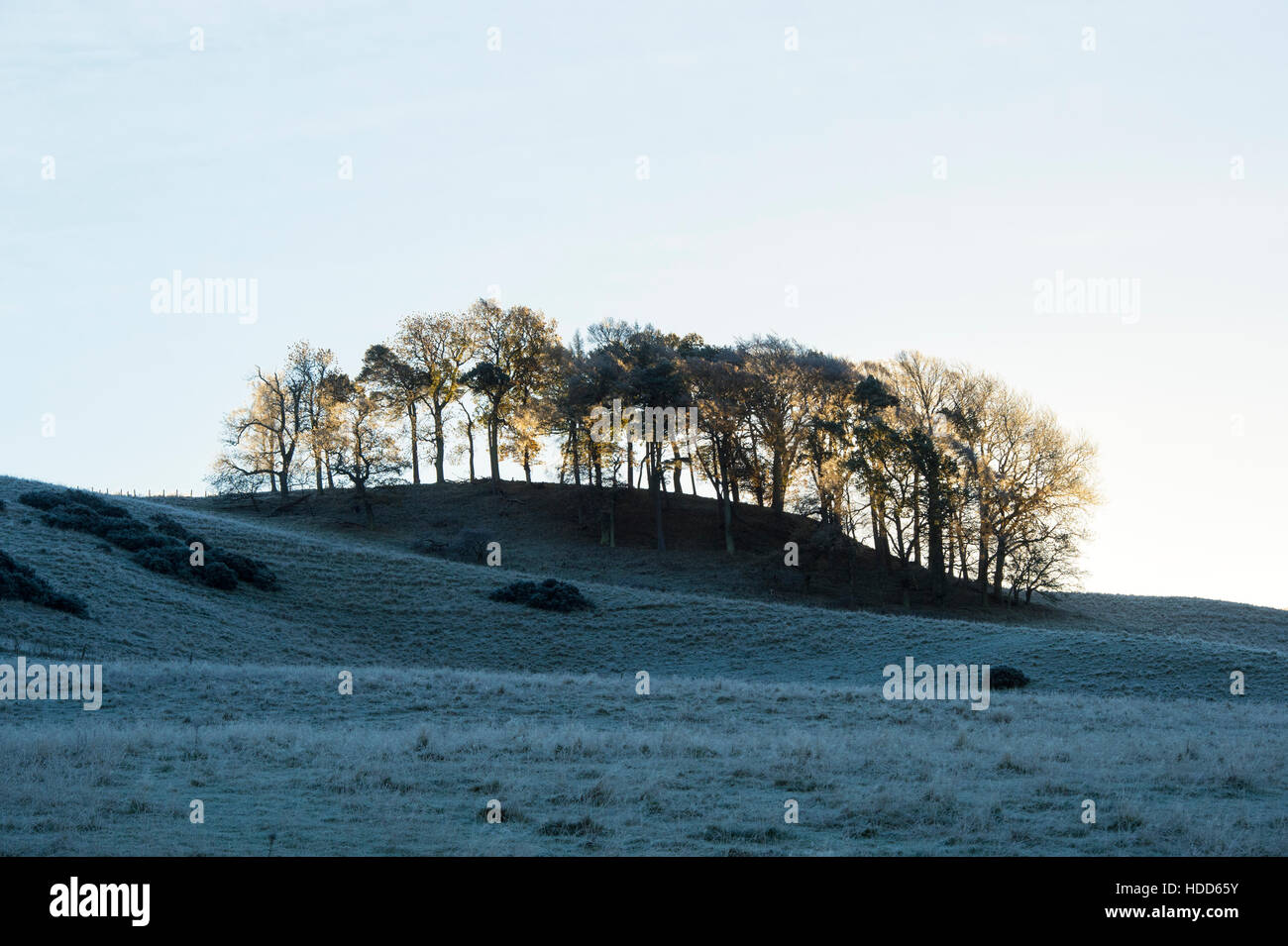 Sonnenlicht Rücken Beleuchtung ein Büschel von frostigen Winterbäume. Scottish Borders, Schottland Stockfoto