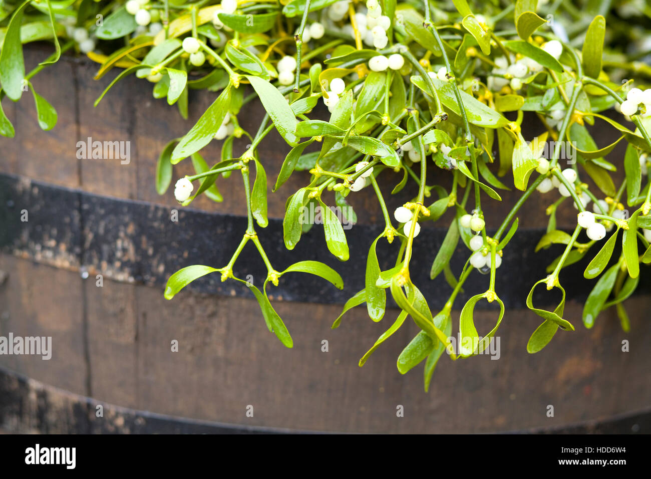 Viscum Album, Mistel Stockfoto