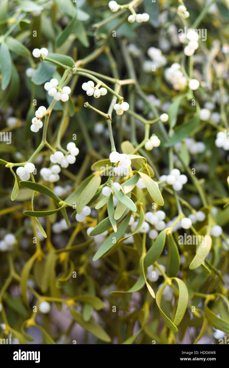 Viscum Album, Mistel Stockfoto