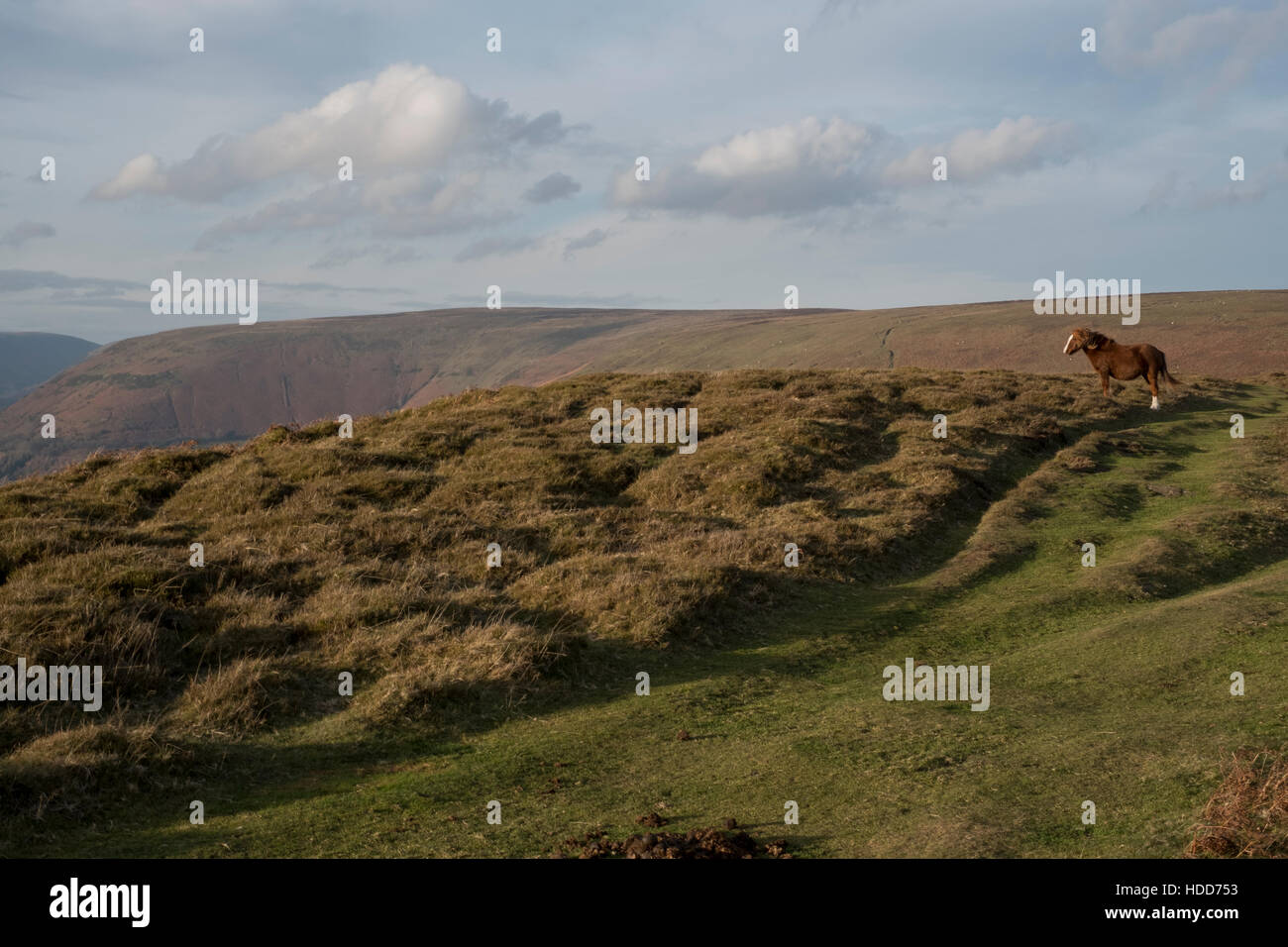 Wildes Pferd auf den schwarzen Bergen Stockfoto
