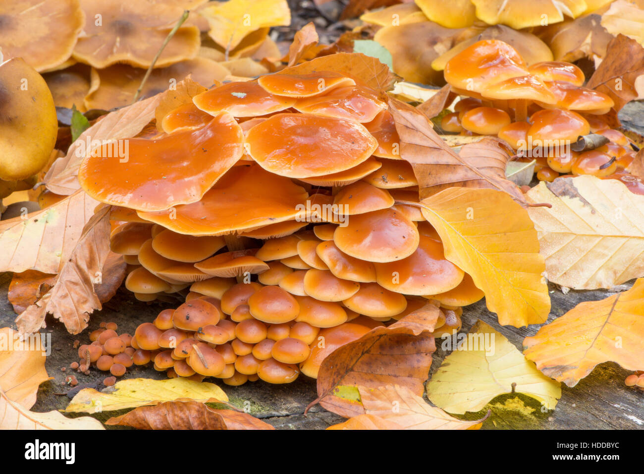 Samt Schaft (Flammulina Velutipes) November, wachsen auf schneiden Baumstumpf. Sussex, UK. Buche-Blätter. Stockfoto