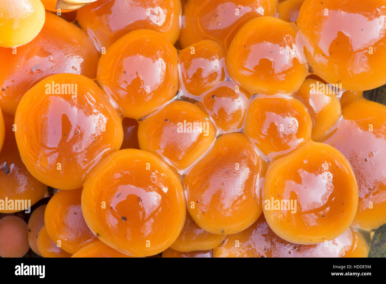 Samt Schaft (Flammulina Velutipes) November, wachsen auf schneiden Baumstumpf. Sussex, UK. Close-up auf Kappen. Stockfoto